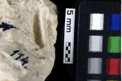 Foto (Detailansicht) von Decapoda indet. (NHMW-GEO-1990-0041-0114)